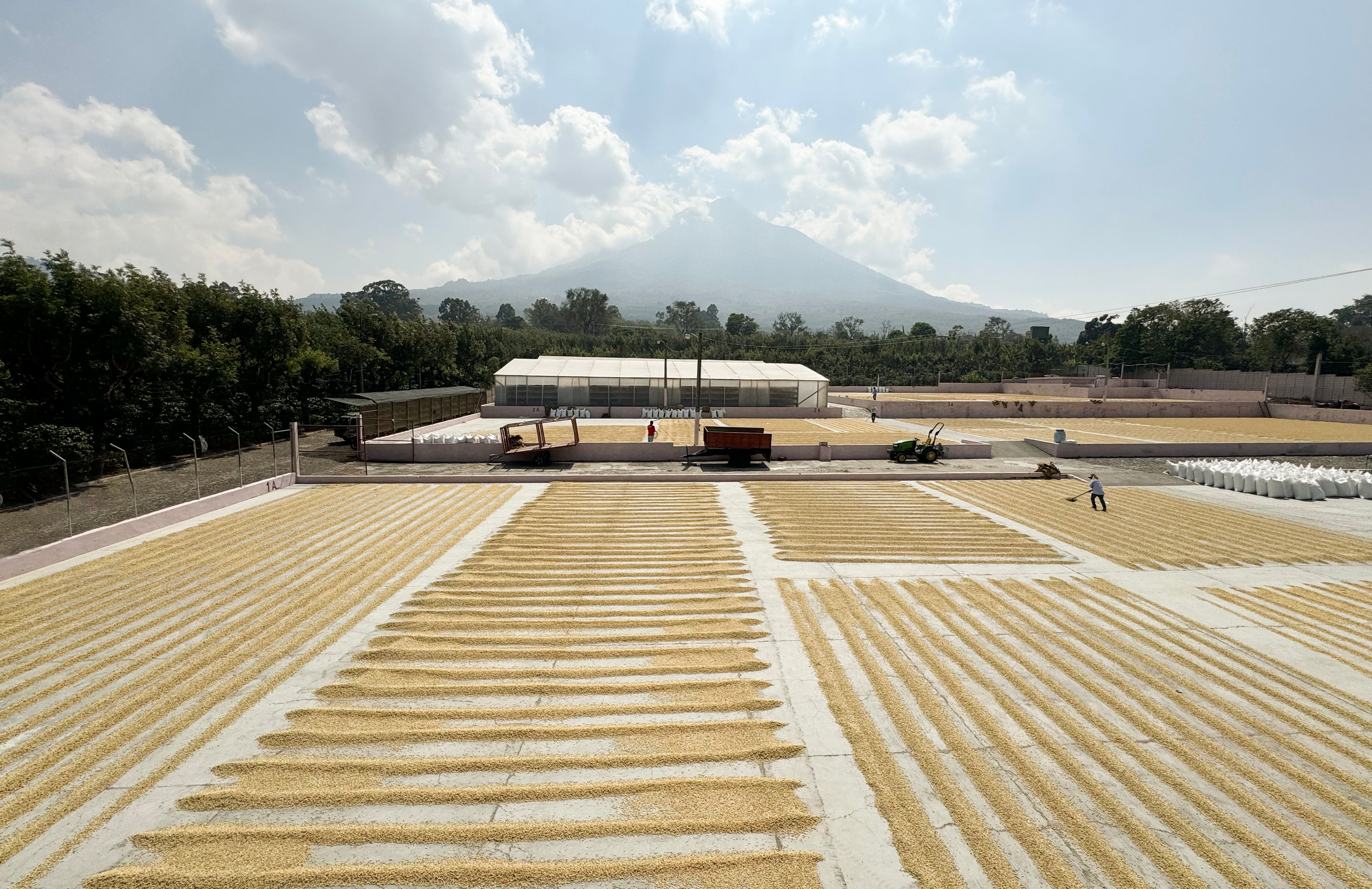 Roaster's Choice Exclusive: Guatemala Candelaria
