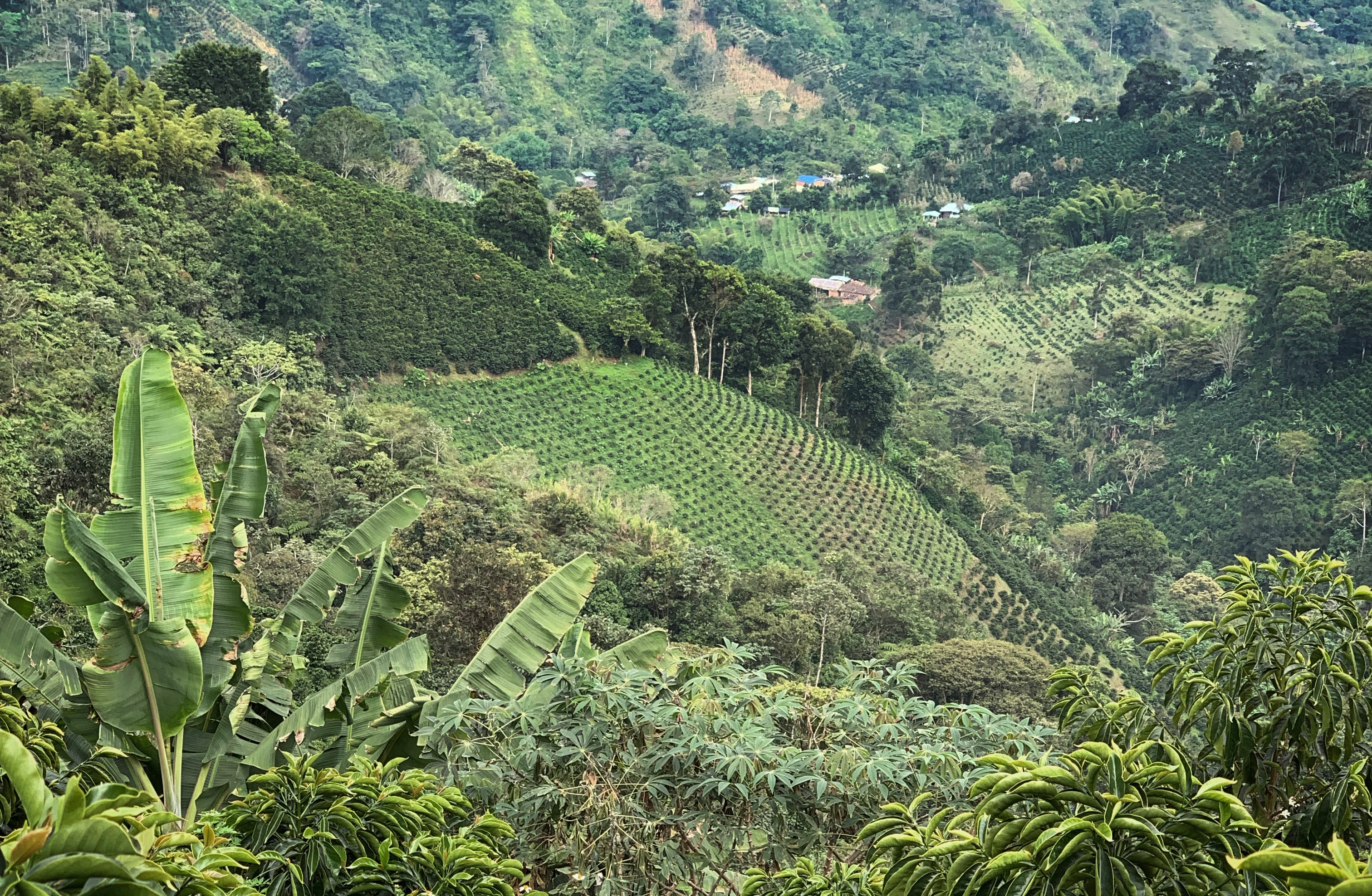 Green hills with coffee plants
