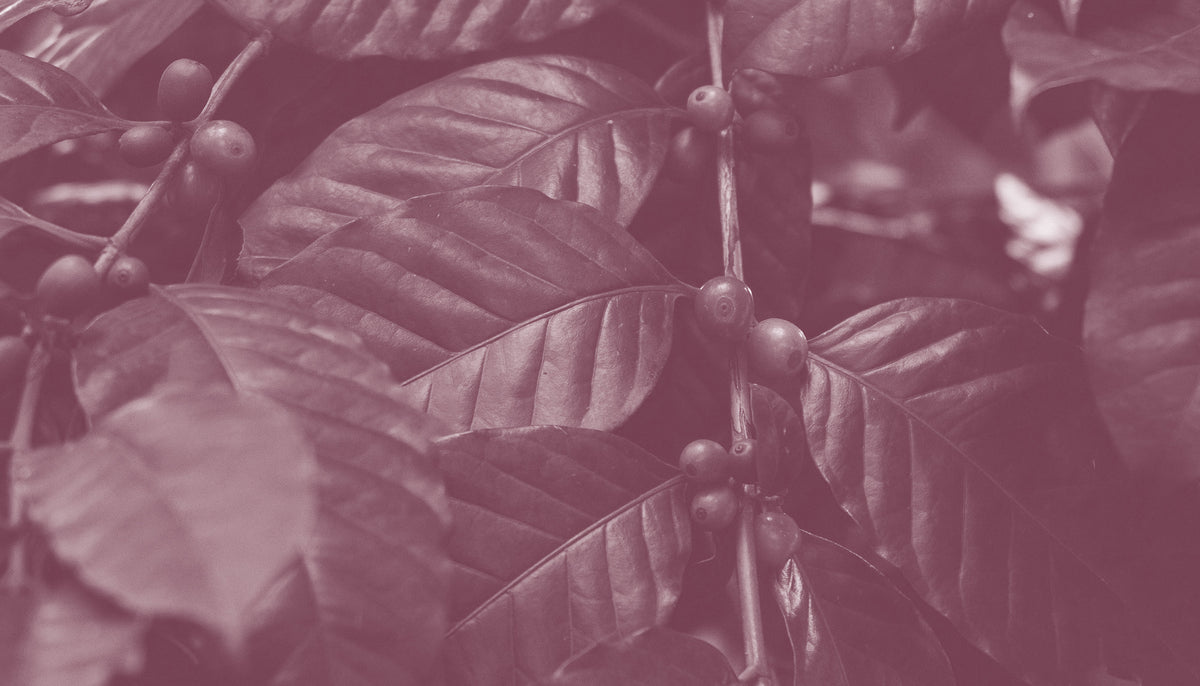 Close-up of coffee plant with leaves and berries on a dark background