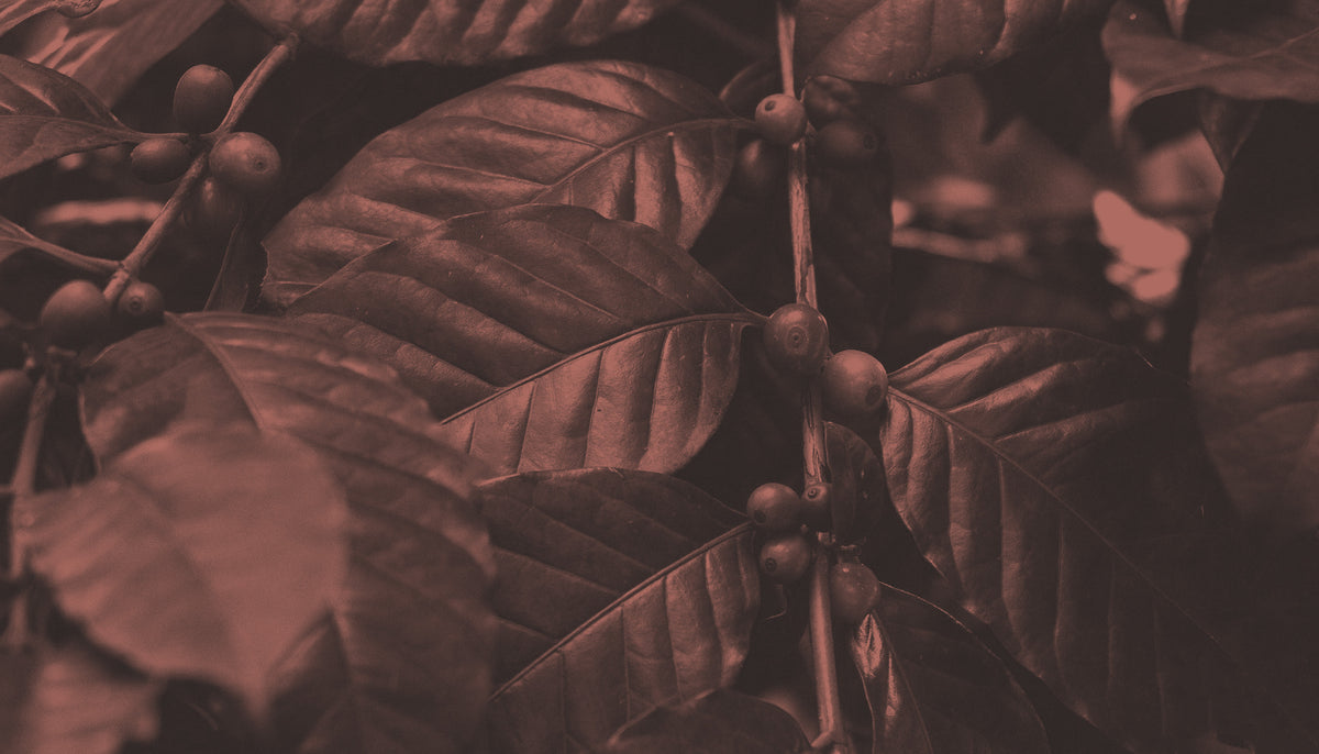 Close-up of coffee beans on a branch with leaves