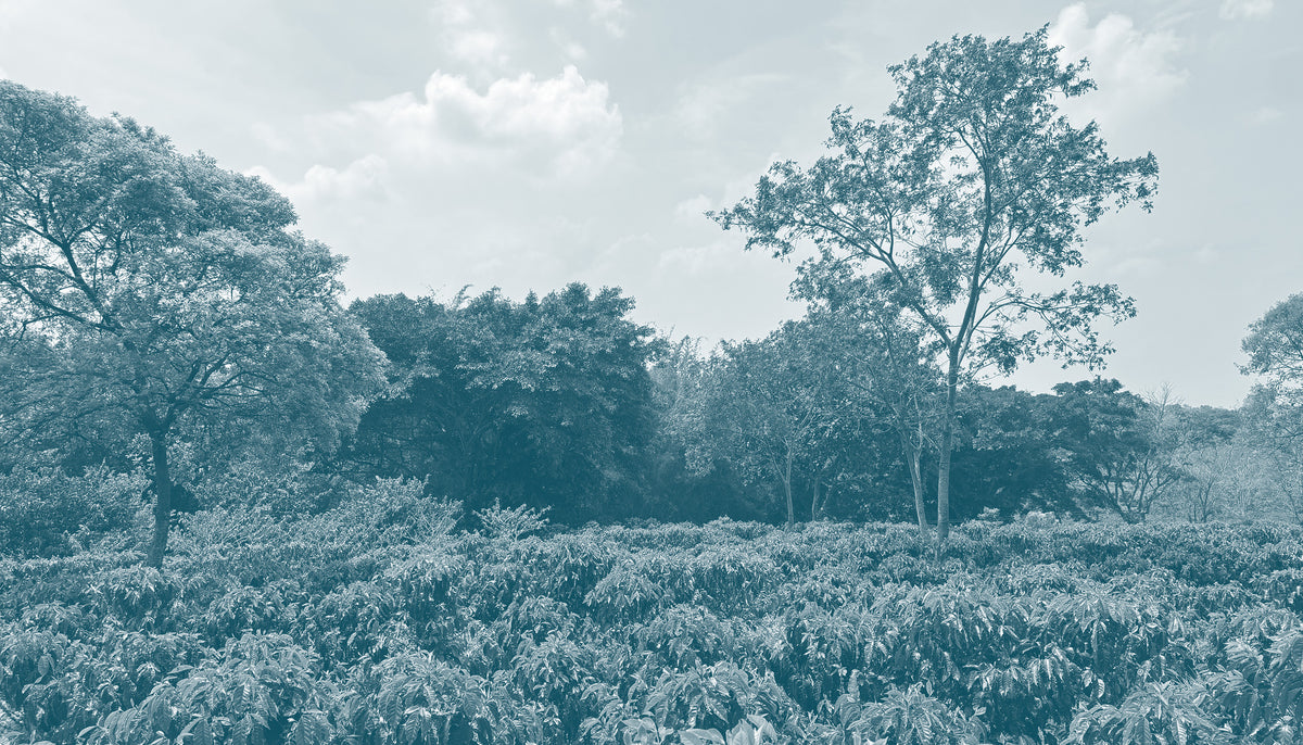 Coffee plantation with trees under a cloudy sky