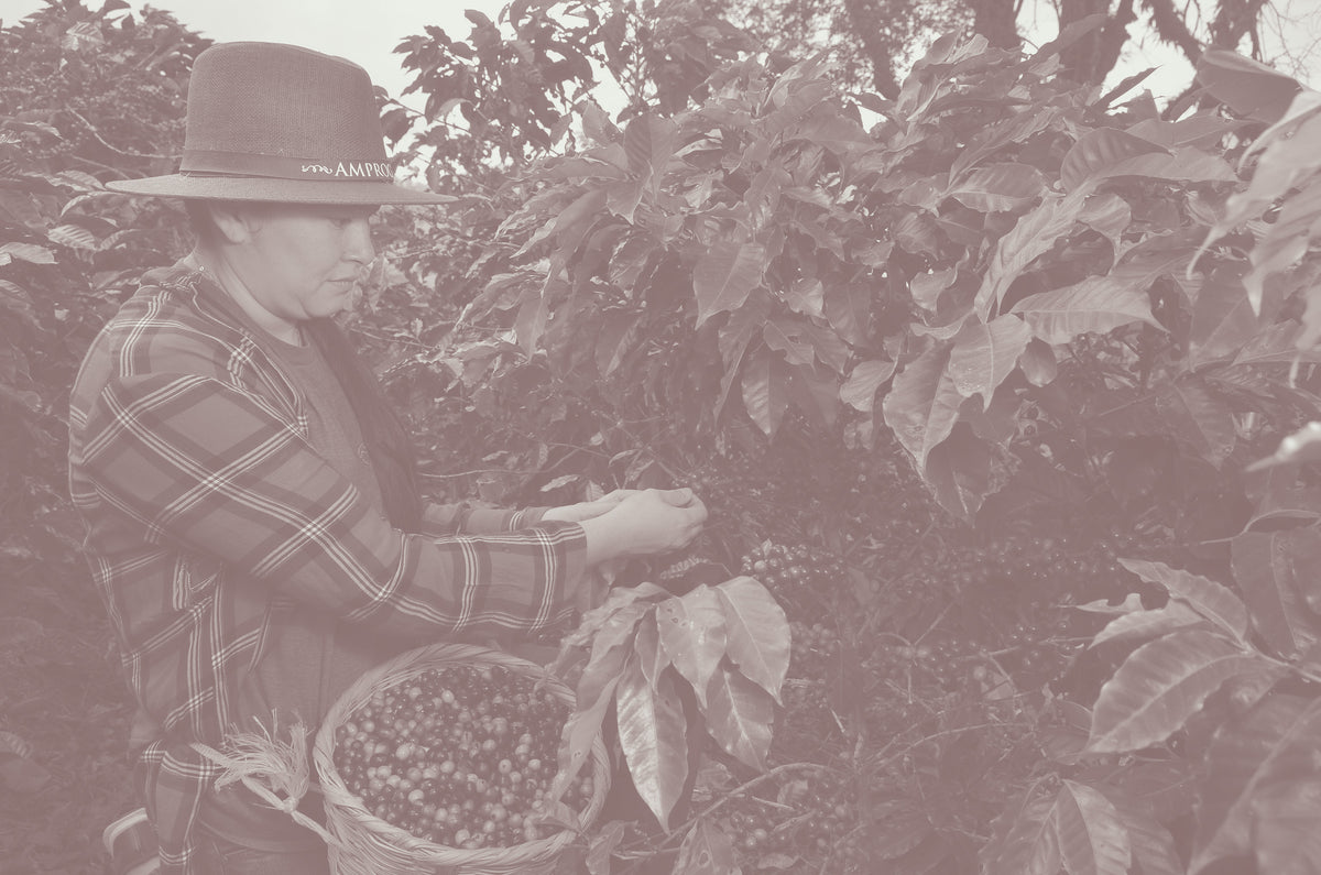 Person harvesting coffee beans from a coffee plant