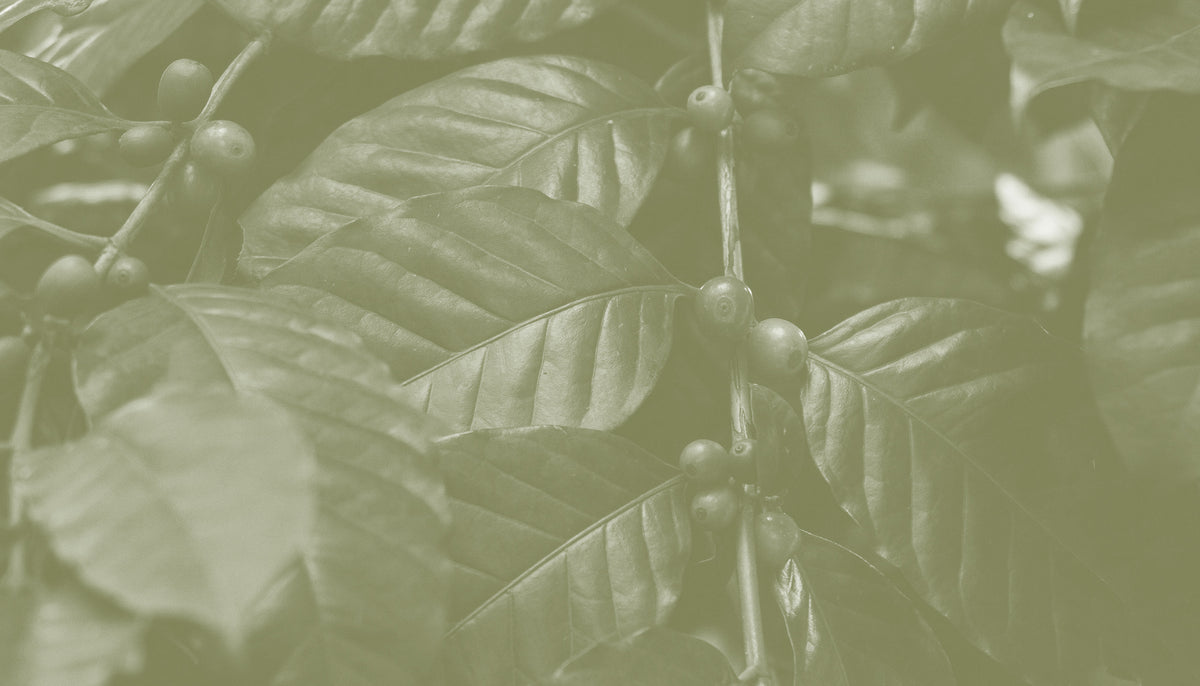 Close-up of coffee beans on a coffee plant with green leaves.